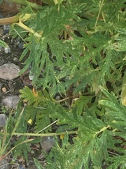 Potentilla litoralis