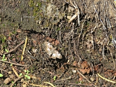 Chiomara georgina georgina