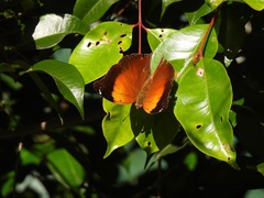 Doleschallia bisaltide australis
