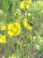Potentilla litoralis