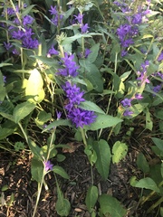 Campanula glomerata
