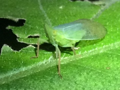 Rhynchomitra