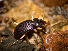 Nebria pallipes