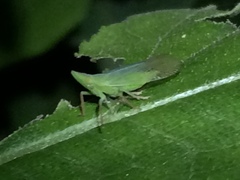 Rhynchomitra