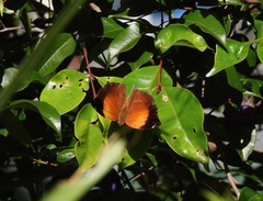 Doleschallia bisaltide australis