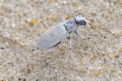 Ellipsoptera lepida