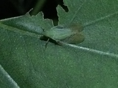 Rhynchomitra