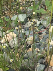 Erigeron lonchophyllus