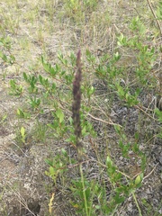 Calamagrostis inexpansa