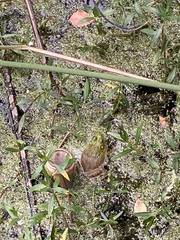 Lithobates catesbeianus