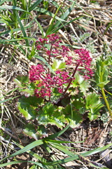 Micranthes purpurascens