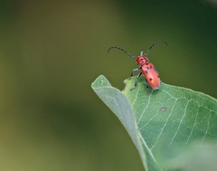 Tetraopes tetrophthalmus