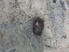 Novisuccinea strigata