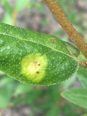 Puccinia caricis-shepherdiae
