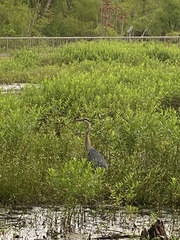 Ardea herodias