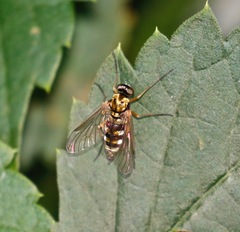 Chrysopilus ornatus