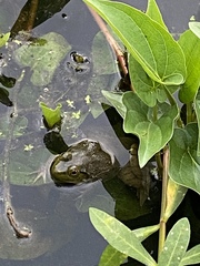 Lithobates clamitans
