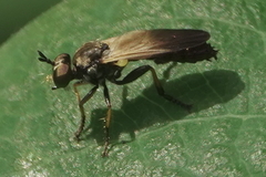 Eudioctria sackeni