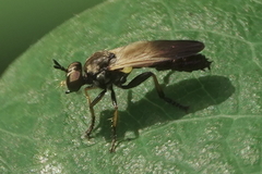 Eudioctria sackeni