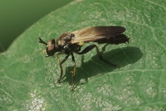 Eudioctria sackeni
