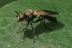 Eudioctria sackeni