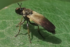 Eudioctria sackeni