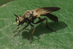 Eudioctria sackeni