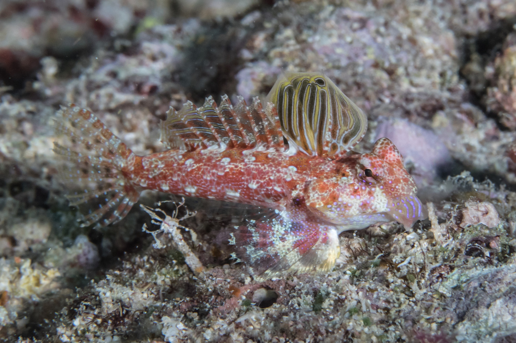 Morrison's Dragonet