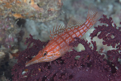 Oxycirrhites typus