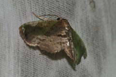Collinsa acutalis