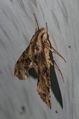 Eupanacra