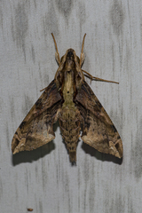 Eupanacra
