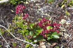 Micranthes purpurascens