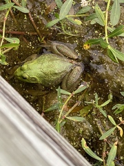 Lithobates catesbeianus