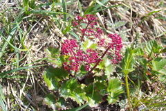 Micranthes purpurascens