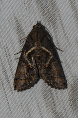 Lophoptera