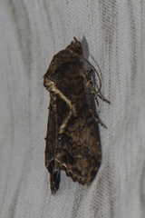 Lophoptera