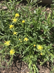 Senecio multidentatus