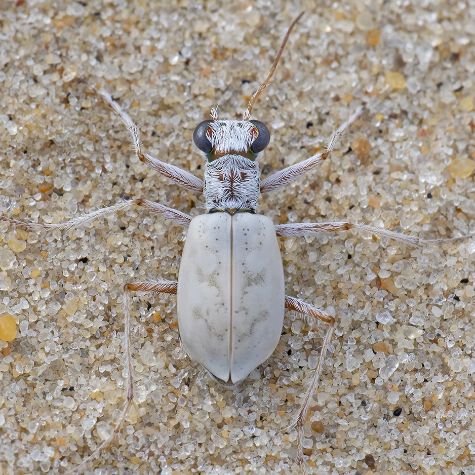 Ghost Tiger Beetle