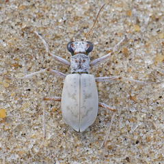 Ellipsoptera lepida
