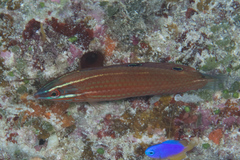 Halichoeres biocellatus