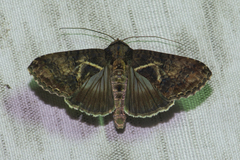 Lophoptera