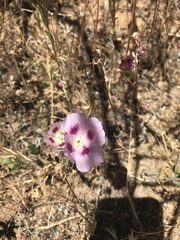 Clarkia speciosa