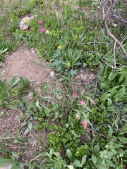 Castilleja rhexiifolia