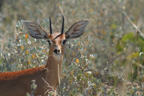 Steenbok, photo 6 of 10