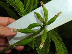 Eulophia cernua