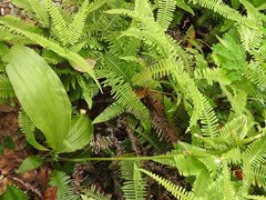 Eulophia cernua
