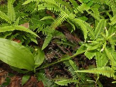 Eulophia cernua