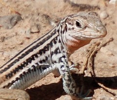 Plateau Spotted Whiptail photo 2