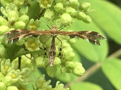 Dejongia lobidactylus